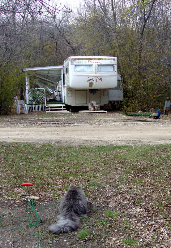 100508_03_buffaloviewcampground_peacocks