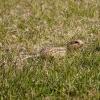 100508_09_buffaloviewcampground