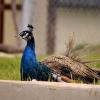 100508_12_buffaloviewcampground_peacocks