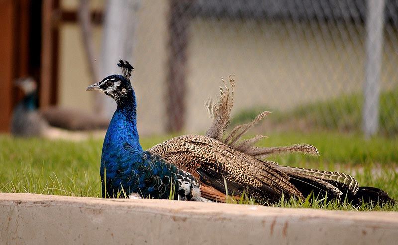 100508_12_buffaloviewcampground_peacocks