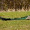 100508_15_buffaloviewcampground_peacocks
