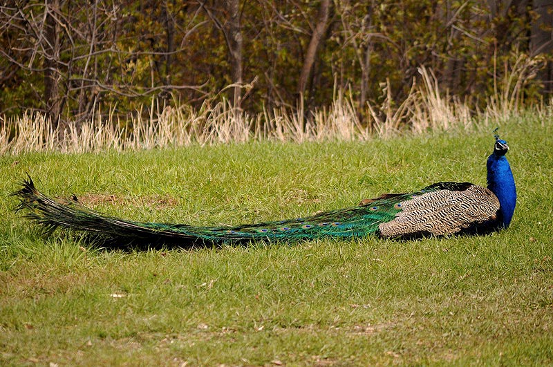 100508_15_buffaloviewcampground_peacocks