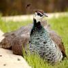 100508_16_buffaloviewcampground_peacocks