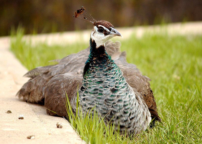 100508_16_buffaloviewcampground_peacocks