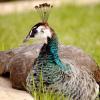 100508_17_buffaloviewcampground_peacocks