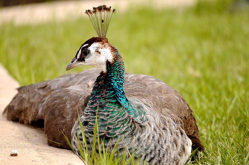 100508_17_buffaloviewcampground_peacocks