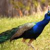 100508_18_buffaloviewcampground_peacocks