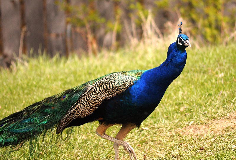 100508_18_buffaloviewcampground_peacocks