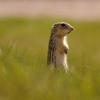 100508_30_buffaloviewcampground_13linedgroundsquirrel