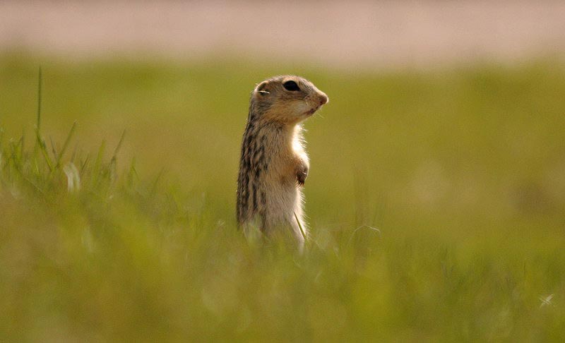 100508_30_buffaloviewcampground_13linedgroundsquirrel