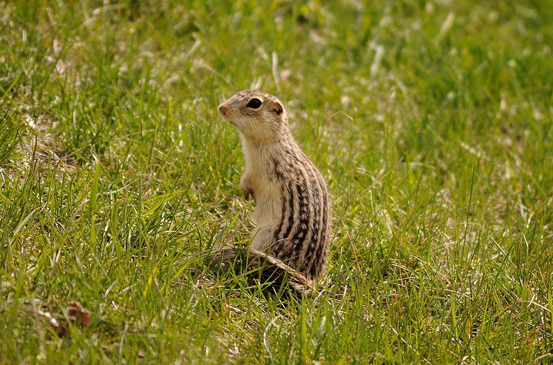 100508_31_buffaloviewcampground_13linedgroundsquirrel