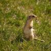 100508_34_buffaloviewcampground_13linedgroundsquirrel