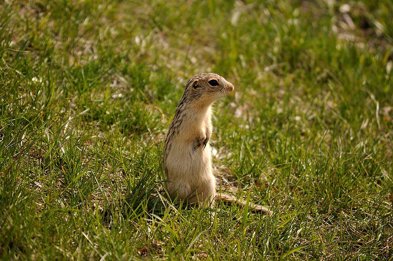 100508_34_buffaloviewcampground_13linedgroundsquirrel