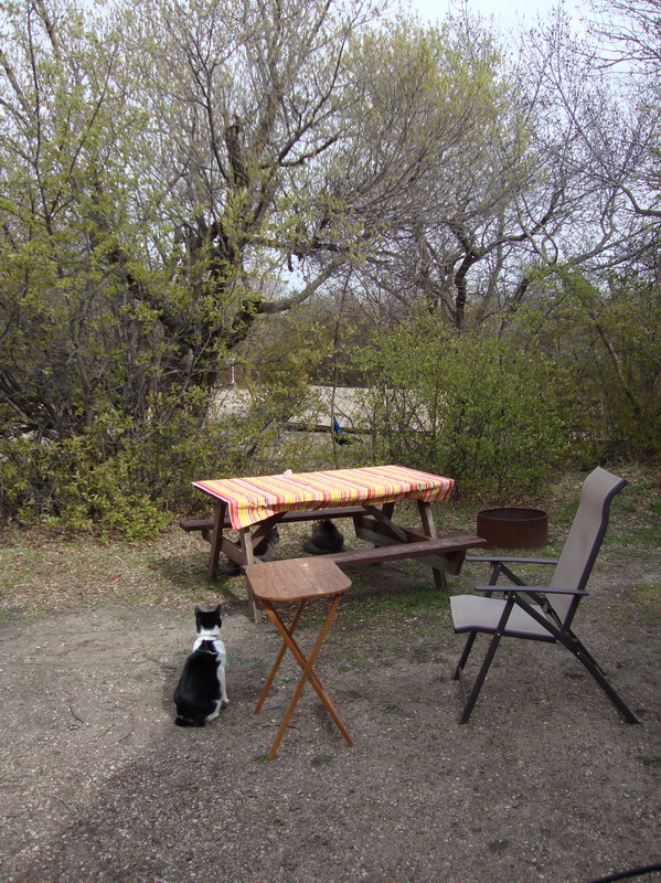 100509_01_buffaloviewcampground_peacocks
