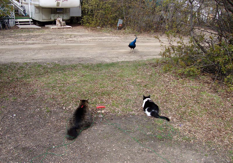 100509_02_buffaloviewcampground_peacocks