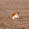 100509_03_highway1_pronghornantelope