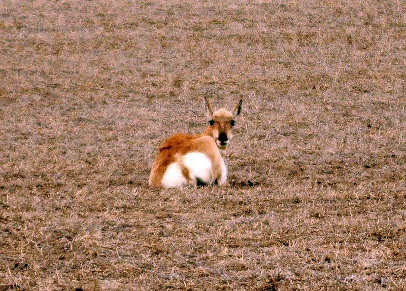 100509_03_highway1_pronghornantelope