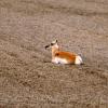 100509_04_highway1_pronghornantelope