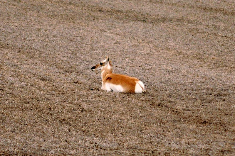 100509_04_highway1_pronghornantelope