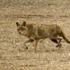 100509_05_highway1_coyote