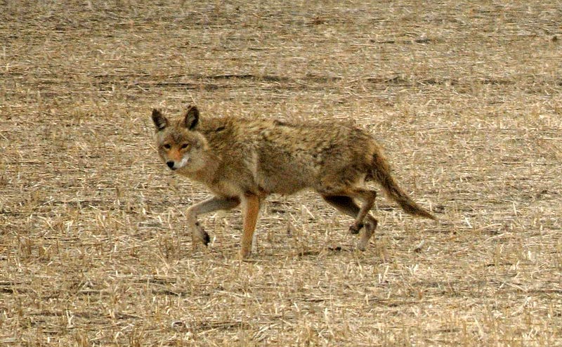 100509_05_highway1_coyote
