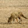 100509_06_highway1_coyote