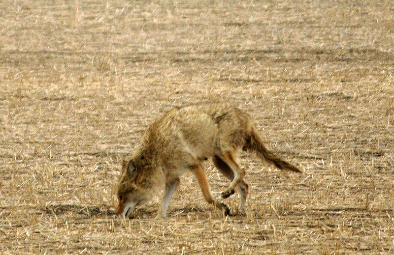 100509_06_highway1_coyote