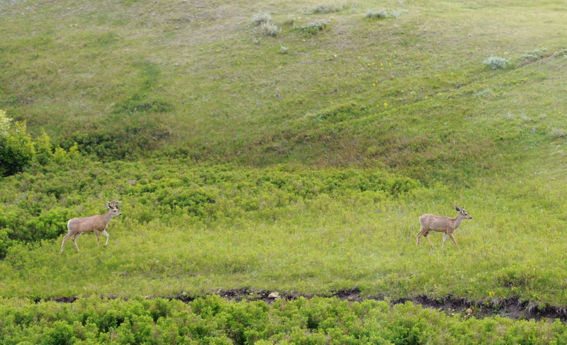 100602_22_cypresshills_deer