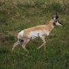 100602_24_cypresshills_pronghorn