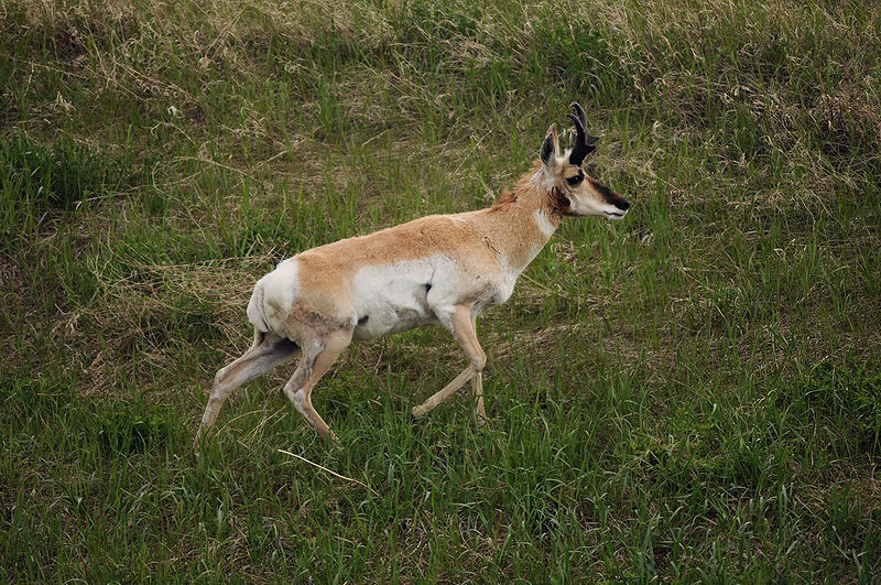 100602_24_cypresshills_pronghorn