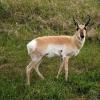 100602_25_cypresshills_pronghorn