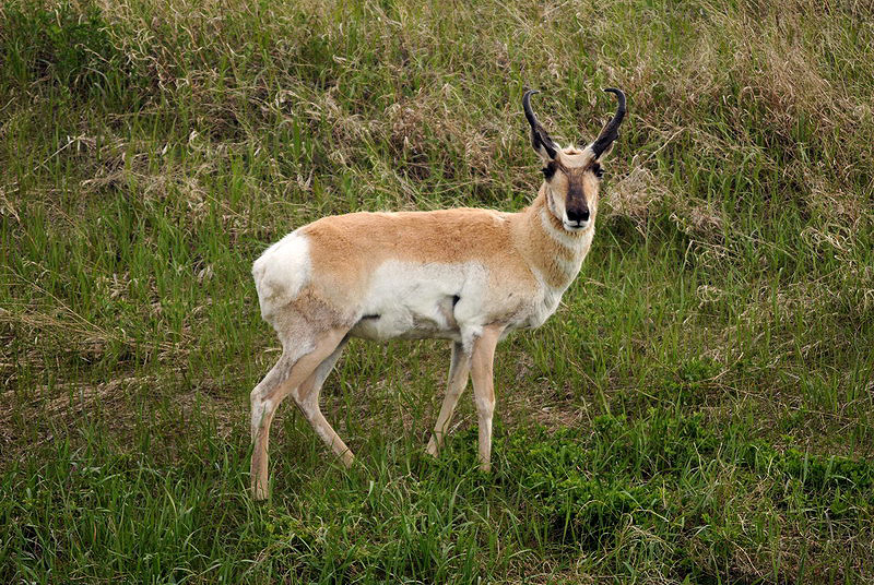 100602_25_cypresshills_pronghorn