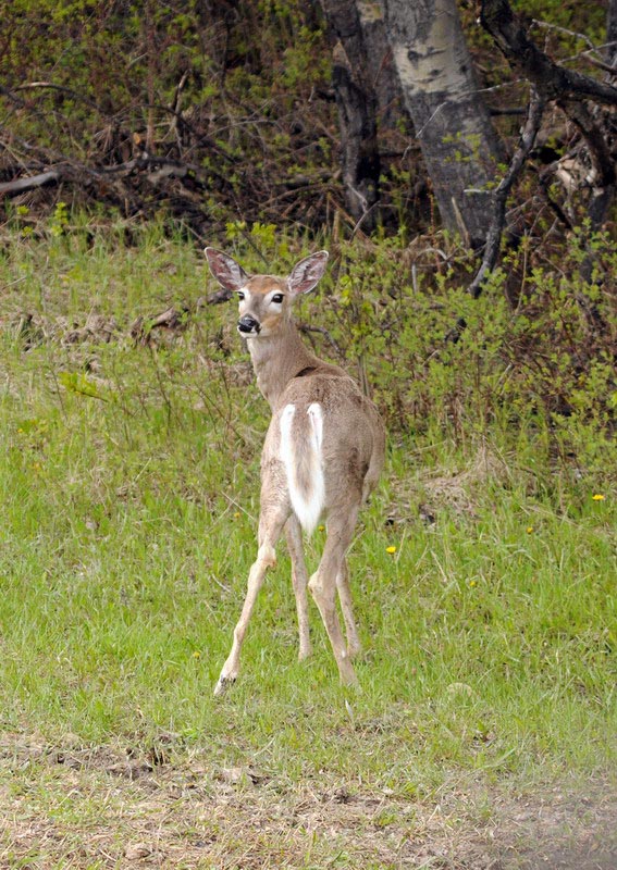 100602_28_cypresshills_deer