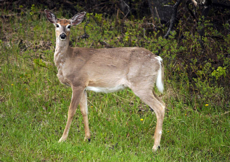 100602_29_cypresshills_deer