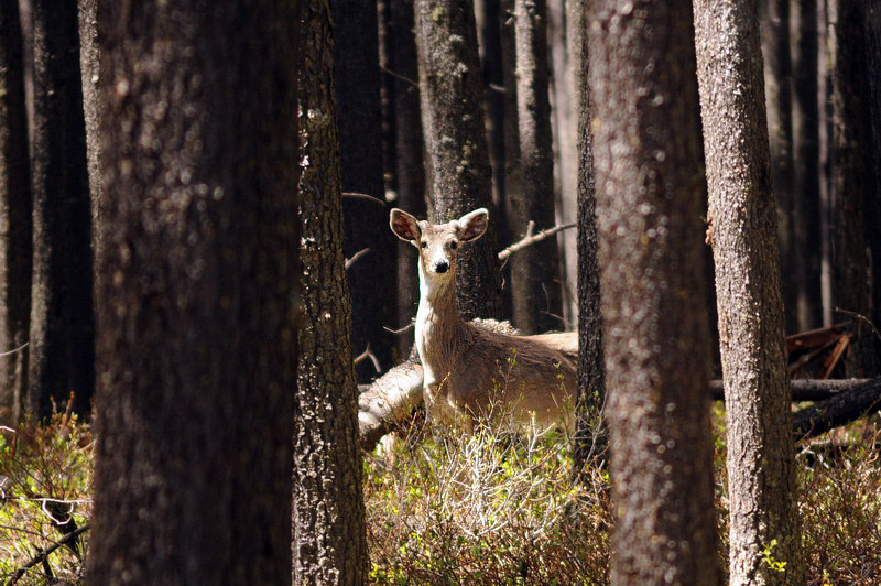 100603_04_cypresshills