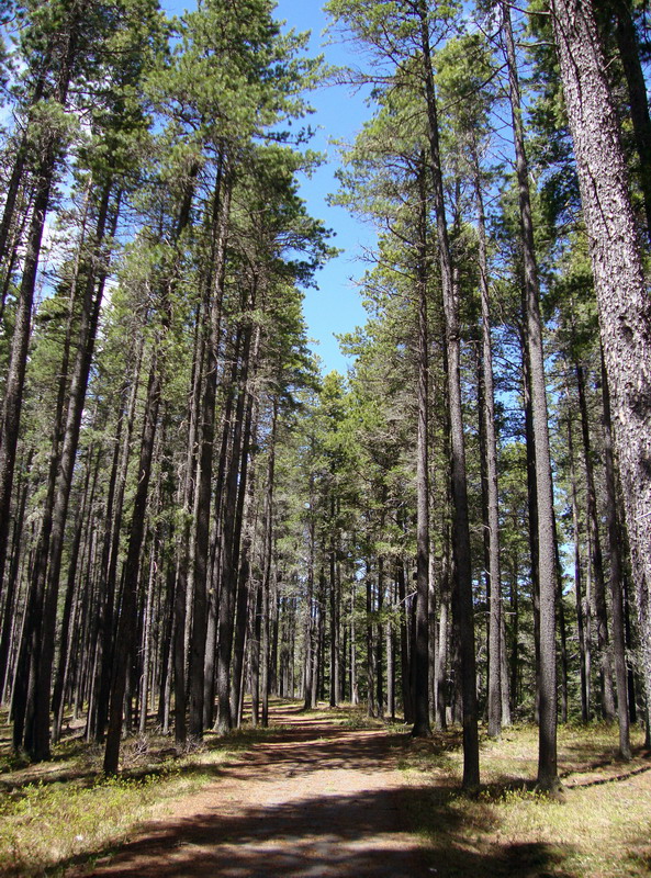 100603_10_cypresshills