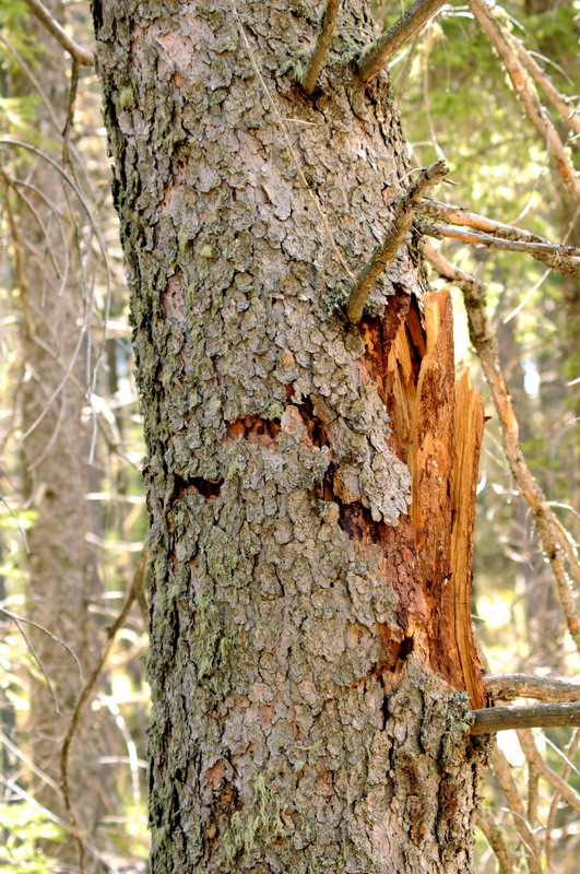 100603_12_cypresshills