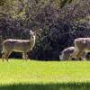 100603_51_cypresshills