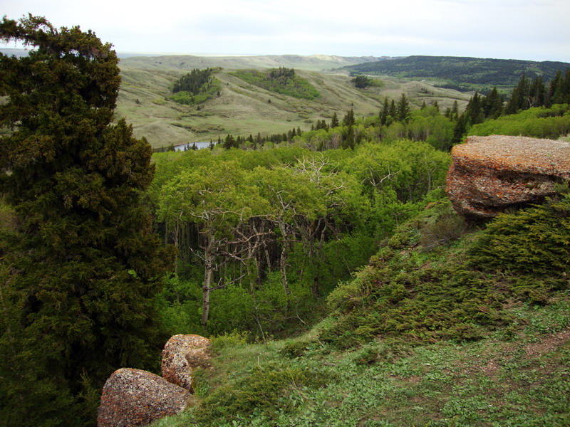 100604_107_cypresshills_conglomeratecliffs