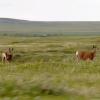 100604_149_cypresshillsarea_deer