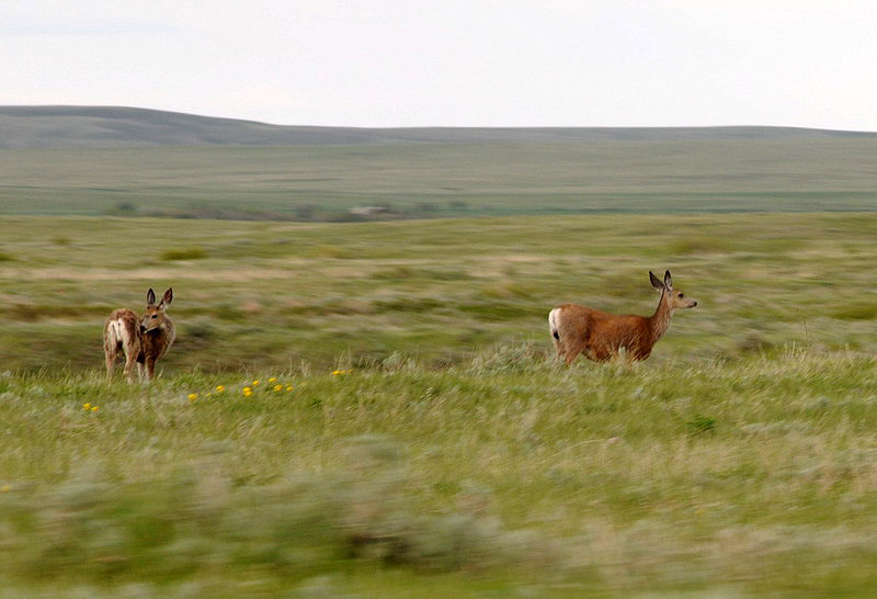 100604_149_cypresshillsarea_deer