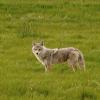 100604_153_cypresshillsarea_coyote