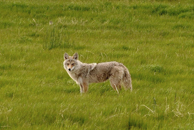 100604_153_cypresshillsarea_coyote