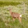100604_159_cypresshillsarea_deer