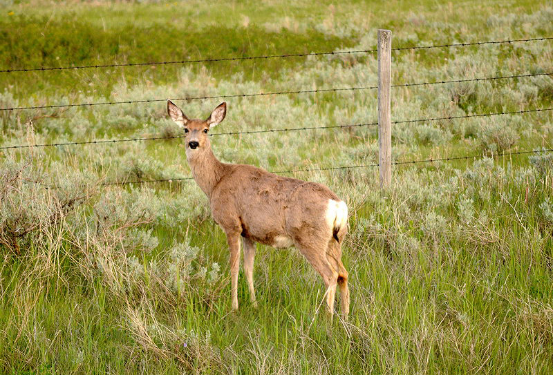100604_159_cypresshillsarea_deer