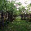 100605_31_cypresshills