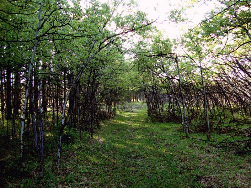 100605_31_cypresshills