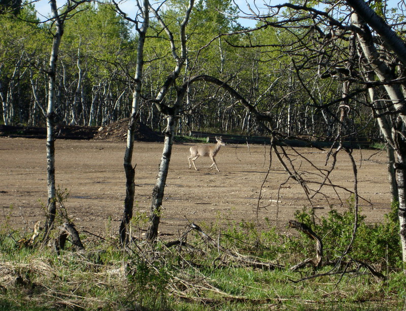 100605_32_cypresshills_deer