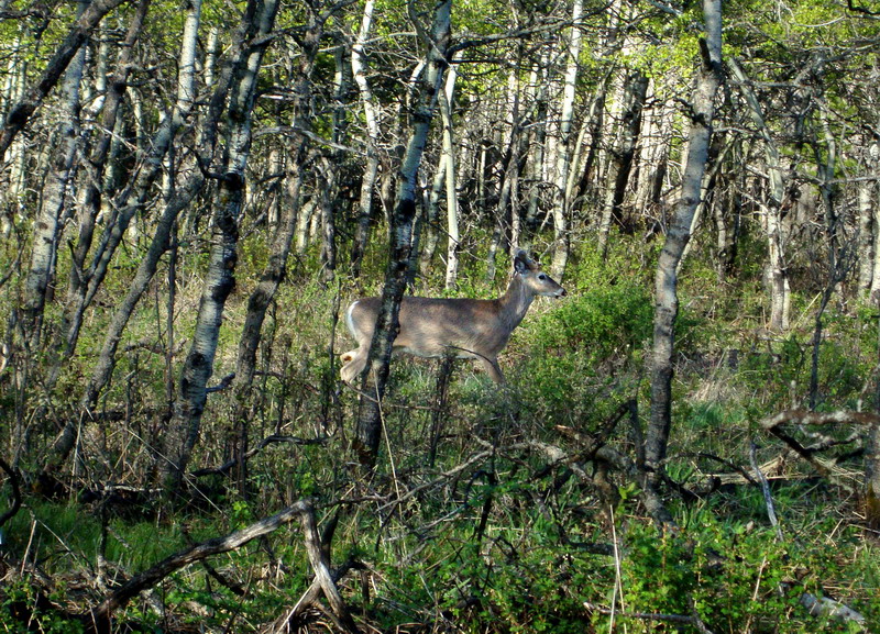 100605_33_cypresshills_deer