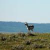 100606_03_highway1_pronghorn